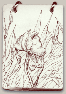 Plantes et animaux 06